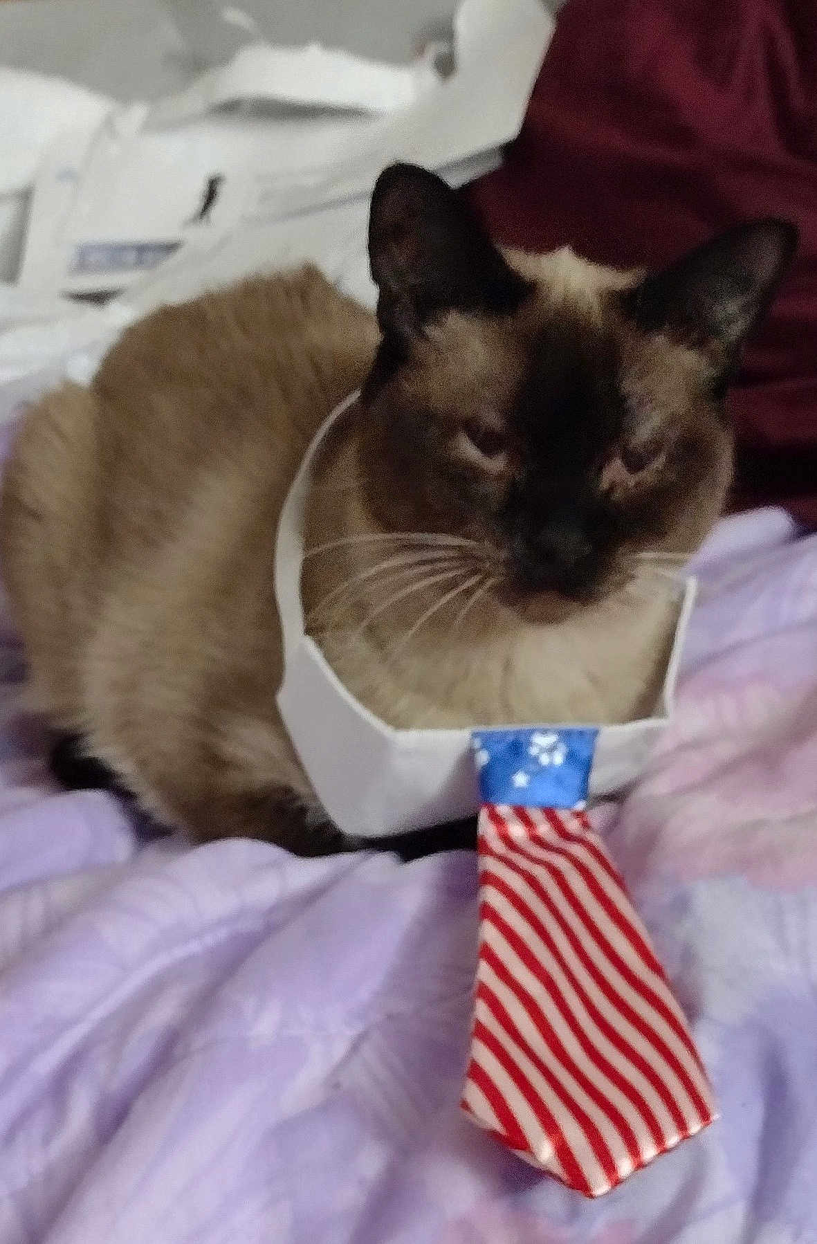 Monkey is registered to the contest to win money with this photo: cat, siamese, pet, tie, american_flag, indoor, blanket, feline, animal, fur, whiskers, resting, domestic_animal, cute, purple, clothing, accessory, lying_down, closeup, funny