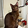 cat, brown_cat, pet, indoor, feline, sitting, curious, desk, pen_holder, mirror, calendar, wall_photos, wooden_container, red_box, window, houseplant, furniture, close_up, domestic_animal, portrait