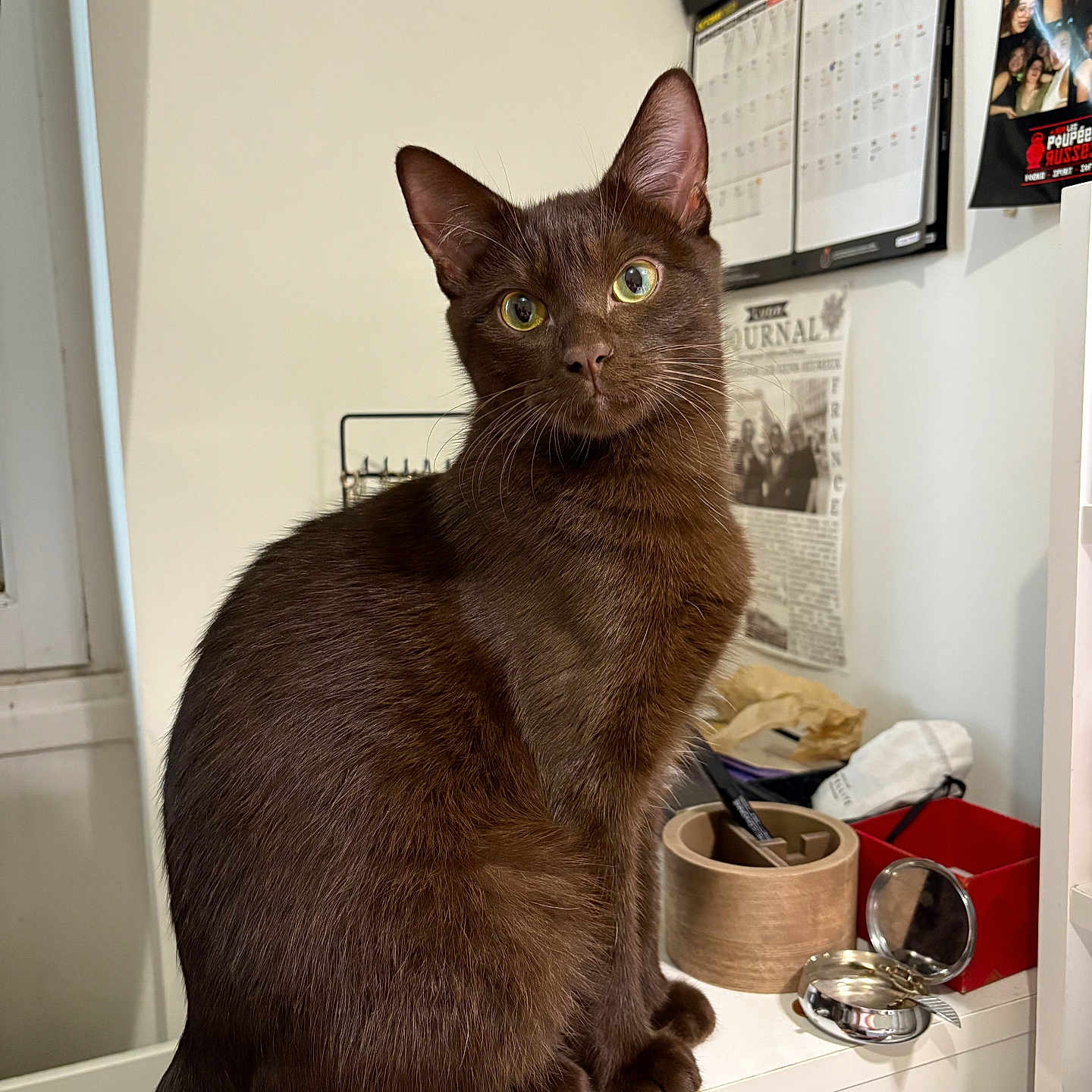 Ryuki participe au concours pour gagner de l'argent avec cette photo : brown_cat, calendar, cat, close_up, curious, desk, domestic_animal, feline, furniture, houseplant, indoor, mirror, pen_holder, pet, portrait, red_box, sitting, wall_photos, window, wooden_container