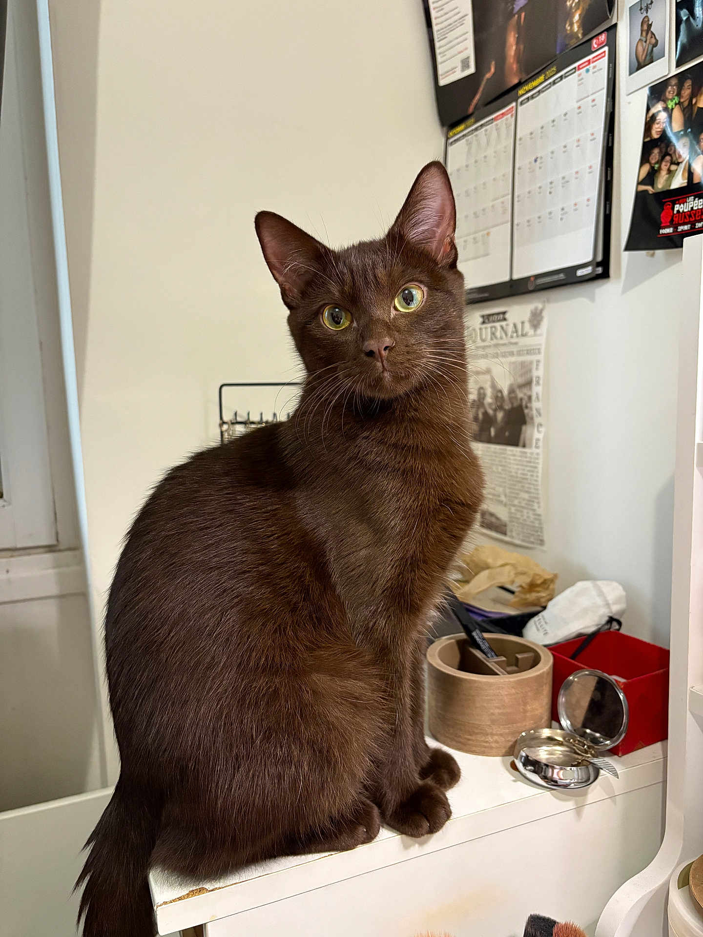 Ryuki participe au concours pour gagner de l'argent avec cette photo : cat, brown_cat, pet, indoor, feline, sitting, curious, desk, pen_holder, mirror, calendar, wall_photos, wooden_container, red_box, window, houseplant, furniture, close_up, domestic_animal, portrait