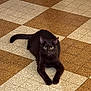 alert, animal, beige_tiles, black_cat, brown_tiles, cat, curious, domestic_cat, feline, floor, green_eyes, indoor, lying_down, patterned_floor, paws, pet, resting, tail, tile_floor, whiskers