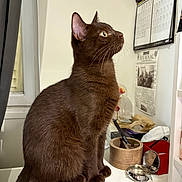 Ryuki a rejoint le concours — aidez-le/la à gagner de superbes lots ! cat, brown_cat, pet, indoor, window, calendar, furniture, table, looking_up, whiskers, animal, domestic_cat, curious, sitting, green_eyes, fur, closeup, household, cute, companion