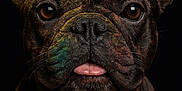 Volt a rejoint le concours — aidez-le/la à gagner de superbes lots ! animal, black_background, brown_eyes, close_up, colorful, cute, dog, ears, expression, french_bulldog, fur, muzzle, pet, portrait, powder, snout, studio_shot, tongue_out, vibrant_colors, whiskers