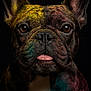 dog, french_bulldog, portrait, colorful, powder, close_up, animal, pet, tongue_out, ears, brown_eyes, black_background, fur, whiskers, snout, cute, studio_shot, vibrant_colors, muzzle, expression