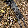 dog, black_dog, water, pebbles, shallow_water, leash, collar, outdoor, sunny, relaxed, pet, animal, nature, summer, riverbed, canine, wet_fur, shadow, daylight, recreation