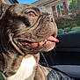 dog, french_bulldog, car, seatbelt, sunlight, tongue, window, outdoor, pet, canine, happy, closeup, brown, white_chest, smiling, animal, domestic, transportation, vehicle, daytime