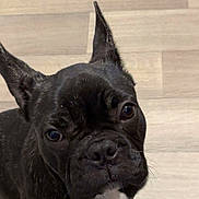 Volt participe au concours pour gagner de l'argent avec cette photo : animal, black_dog, casual, close_up, companion, cute, dog, ears, floor, french_bulldog, human_foot, indoor, looking_up, paw, pet, puppy, shoe, snout, whiskers, wooden_floor