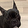 dog, puppy, french_bulldog, black_dog, pet, ears, floor, wooden_floor, looking_up, cute, animal, indoor, close_up, paw, snout, whiskers, human_foot, shoe, casual, companion