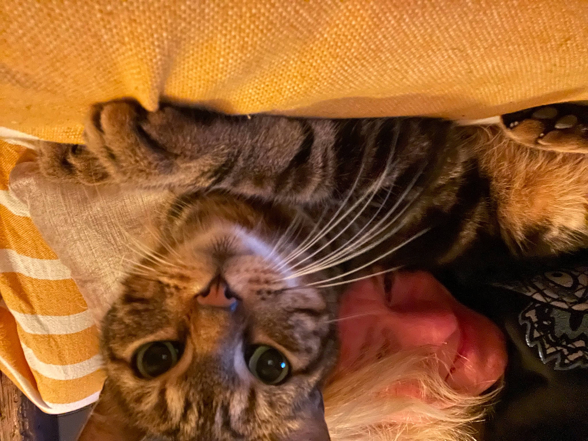 Kibout a rejoint le concours — aidez-le/la à gagner de superbes lots ! carnivore, cat, claw, comfort, domestic_short_haired_cat, ear, fawn, felidae, fur, mammal, paw, selfie, small_to_medium_sized_cats, snout, tail, vertebrate, whiskers, wood