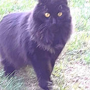 Stewie is registered to the contest to win money with this photo: cat, black_cat, animal, pet, grass, outdoor, fur, yellow_eyes, mammal, whiskers, nature, blurred, walking, feline, cute, fluffy, wildlife, portrait, domestic_animal, garden