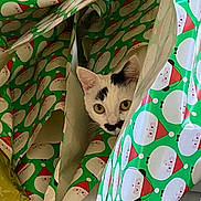 Gracie joined the competition — help win amazing prizes! animal, black_markings, cat, christmas, curious, cute, ears, eyes, face, festive, hiding, holiday, indoor, paper, pattern, peeking, pet, santa_claus, white_cat, wrapping_paper