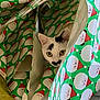animal, black_markings, cat, christmas, curious, cute, ears, eyes, face, festive, hiding, holiday, indoor, paper, pattern, peeking, pet, santa_claus, white_cat, wrapping_paper