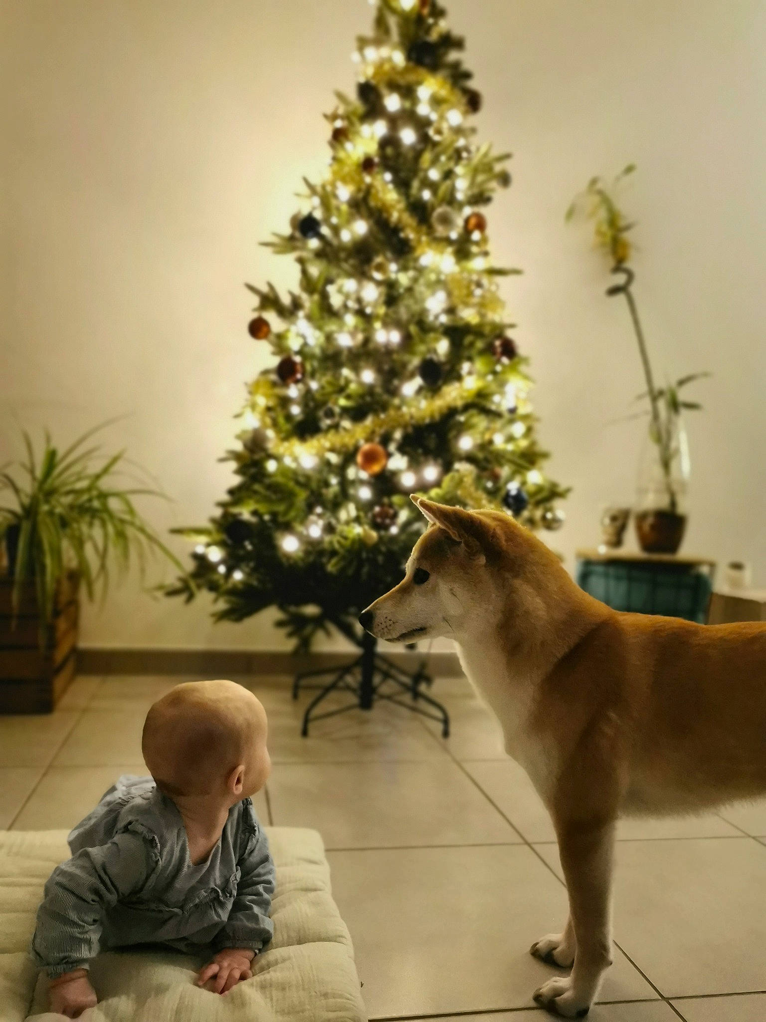 Anaé a rejoint le concours — aidez-le/la à gagner de superbes lots ! baby, carnivore, christmas, christmas_decoration, christmas_ornament, christmas_tree, companion_dog, dog, event, evergreen, fawn, flooring, holiday, holiday_ornament, houseplant, ornament, person, plant, tail, toddler