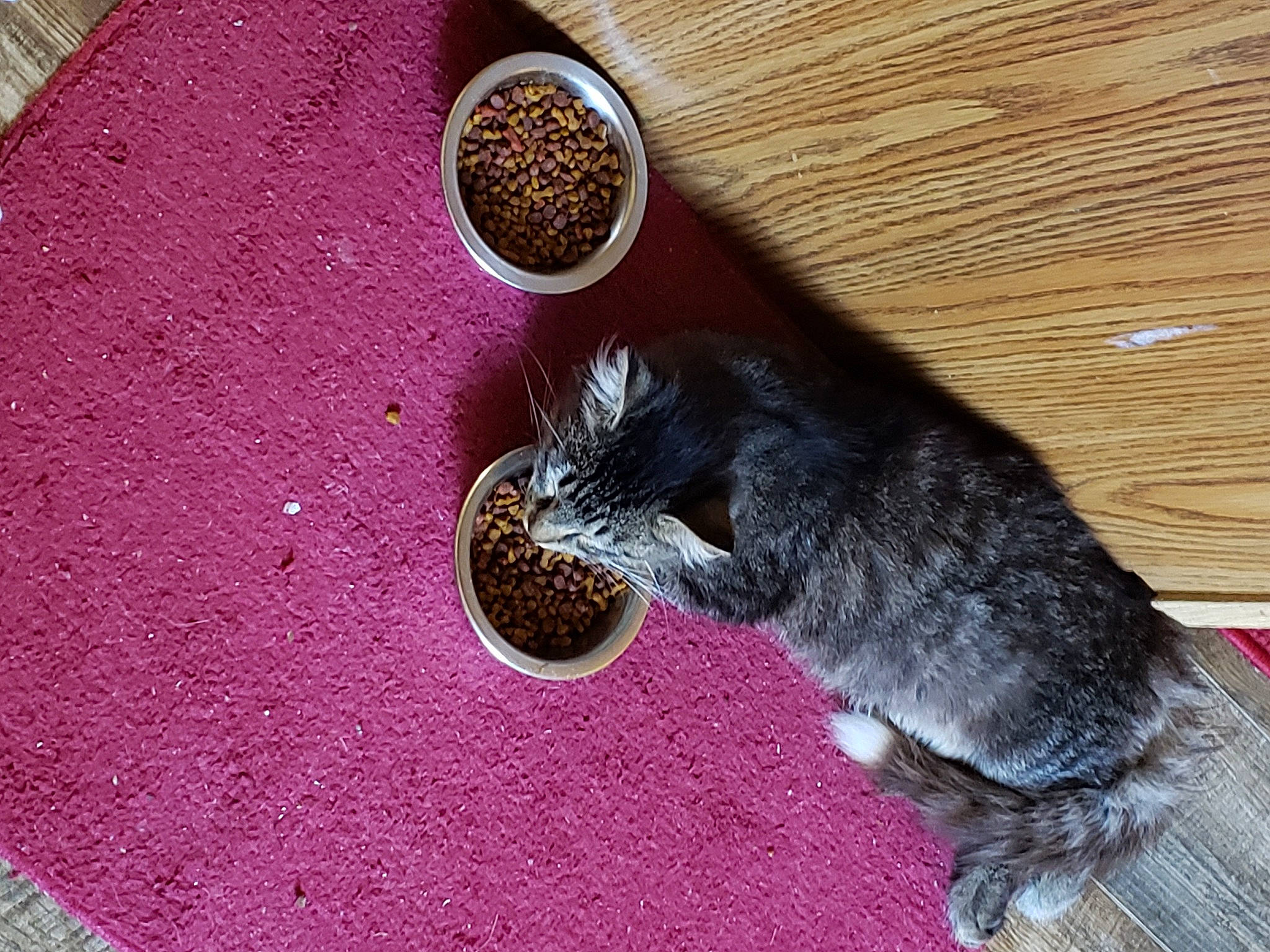 Abu is registered to the contest to win money with this photo: animal_feed, carnivore, cat, cat_food, cat_supply, cat_toy, domestic_short_haired_cat, felidae, flooring, fur, ingredient, paw, pet_food, pet_supply, small_animal_food, small_to_medium_sized_cats, soil, tableware, tail, whiskers