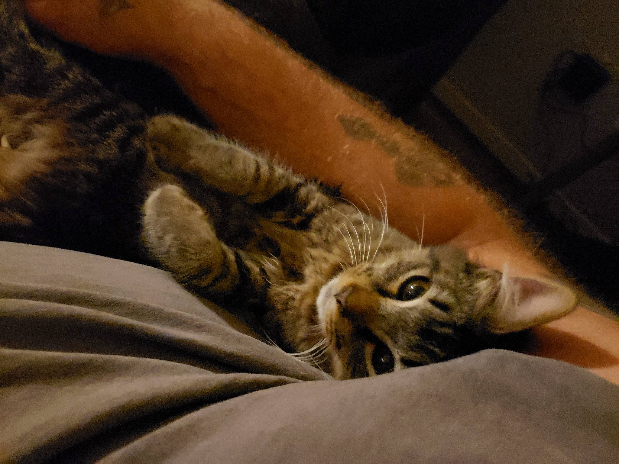 Abu joined the competition — help win amazing prizes! bed, bedding, carnivore, cat, claw, comfort, domestic_short_haired_cat, felidae, fur, human_leg, linens, nap, paw, sleep, small_to_medium_sized_cats, snout, tail, terrestrial_animal, whiskers, wood