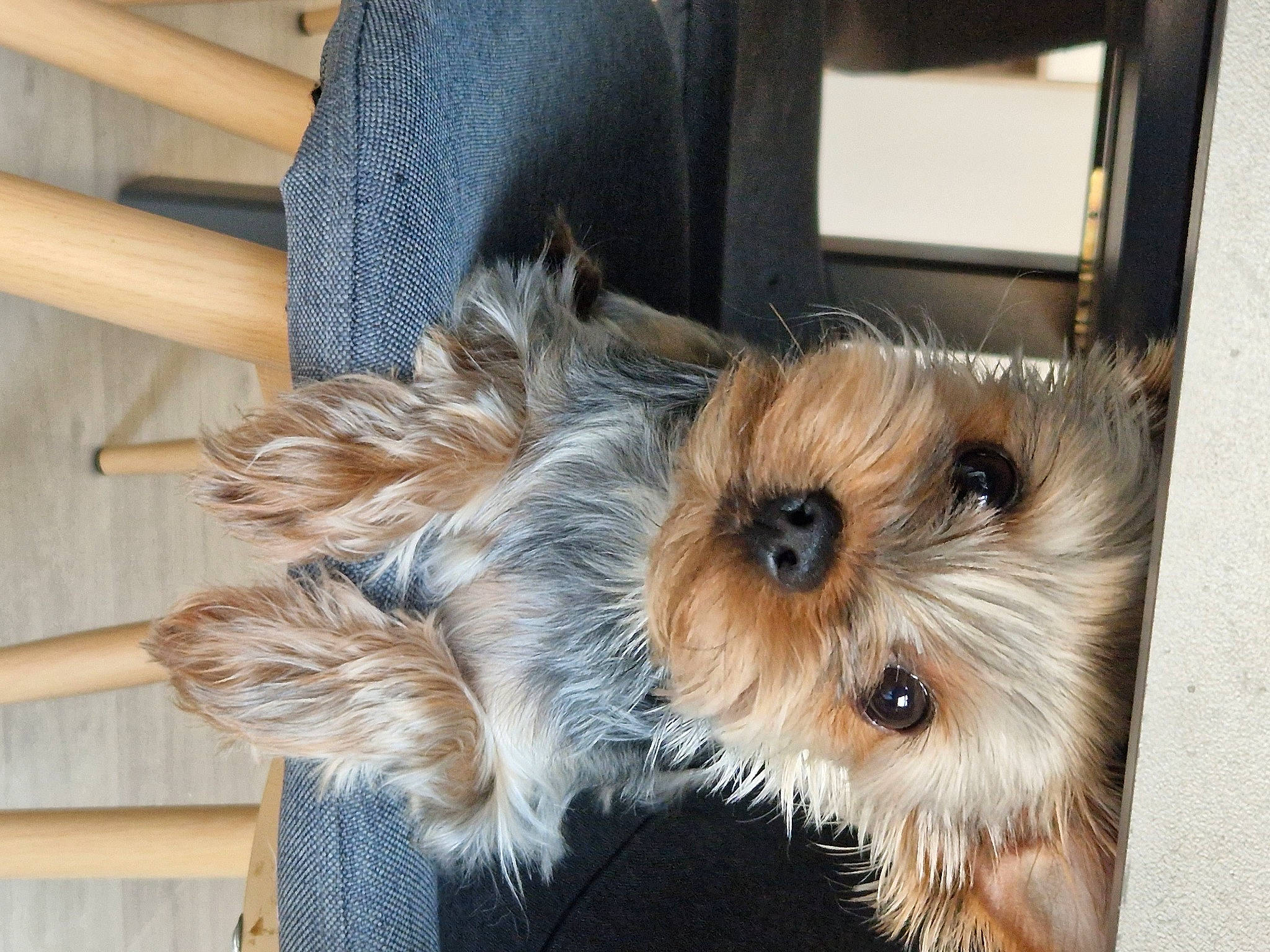 Shanel participe au concours pour gagner de l'argent avec cette photo : biewer_terrier, canidae, carnivore, companion_dog, dog, dog_breed, event, fawn, fur, hardwood, maltepoo, shipping_box, small_terrier, snout, sporting_group, terrier, toy_dog, wood, working_animal, yorkipoo