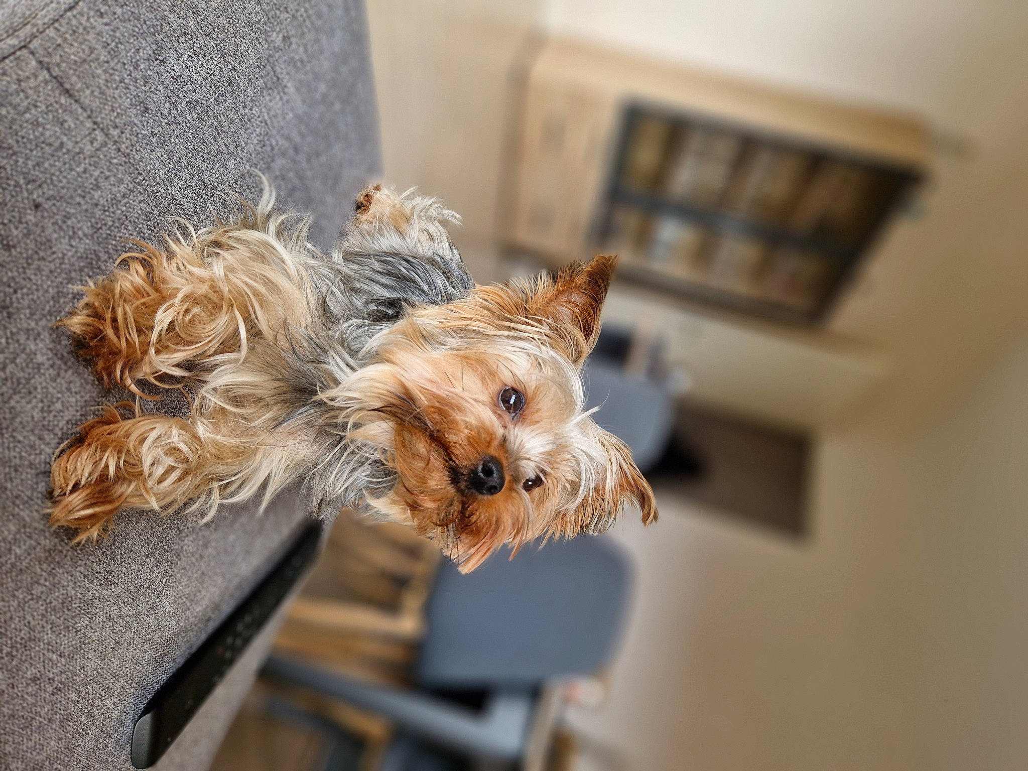 Shanel participe au concours pour gagner de l'argent avec cette photo : biewer_terrier, canidae, carnivore, collar, companion_dog, dog, dog_breed, dog_collar, dog_supply, fawn, fur, picture_frame, puppy, small_terrier, snout, sporting_group, terrier, toy_dog, working_animal, yorkshire_terrier