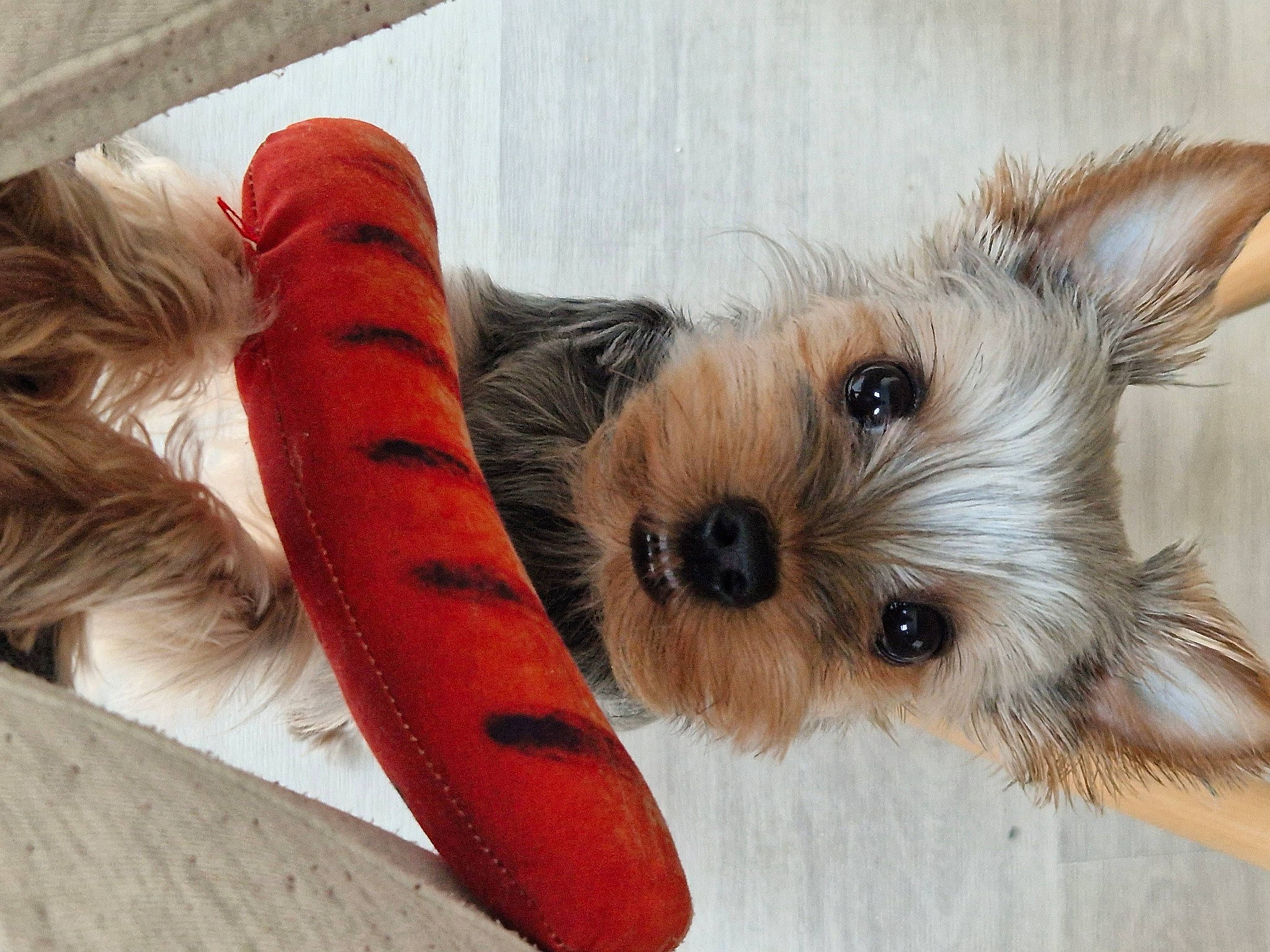 Shanel a rejoint le concours — aidez-le/la à gagner de superbes lots ! biewer_terrier, canidae, carnivore, collar, companion_dog, dog, dog_breed, dog_collar, dog_supply, fashion_accessory, fawn, fur, liver, pet_supply, small_terrier, snout, sporting_group, toy_dog, wood, working_animal