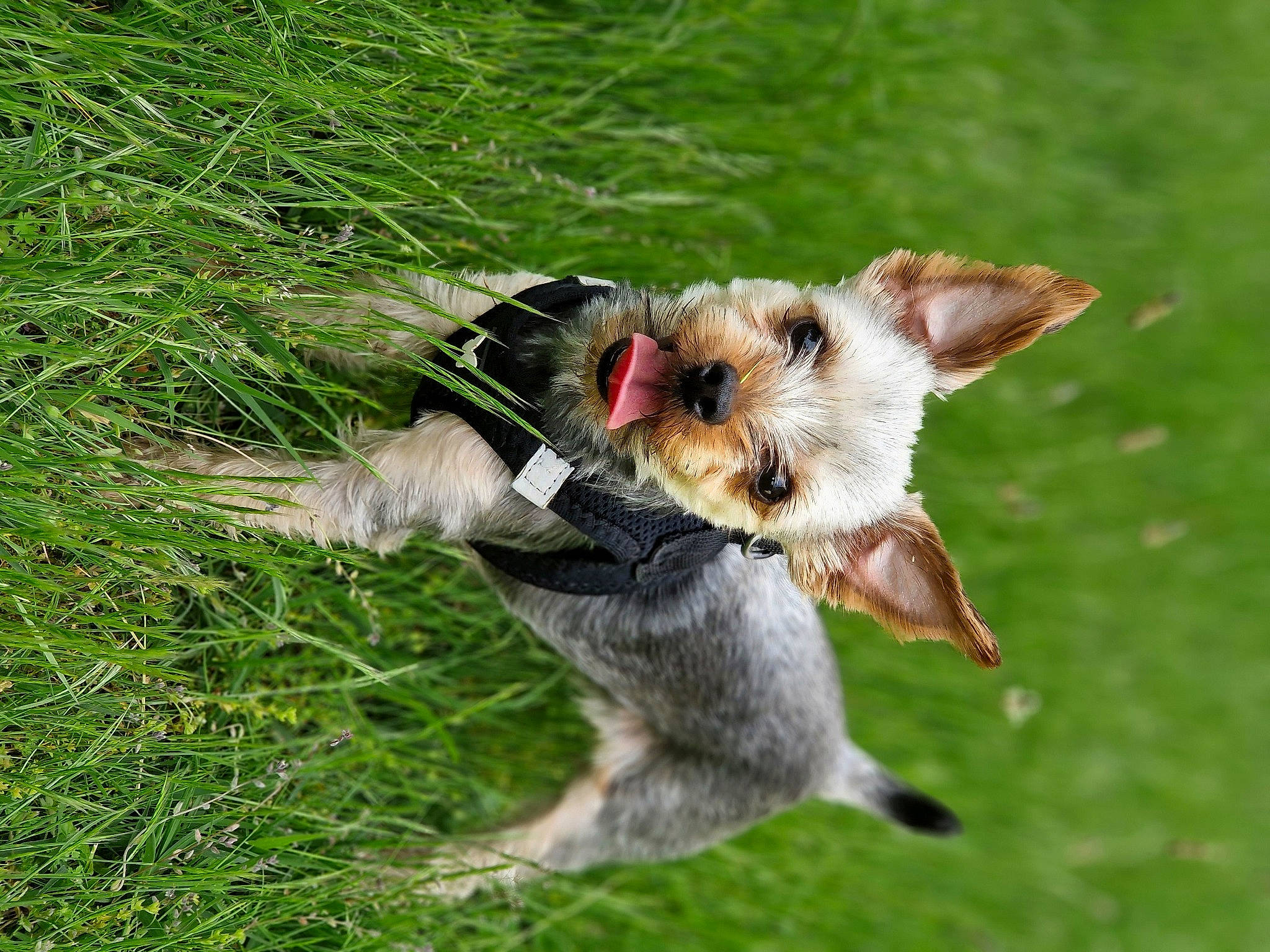 Shanel participe au concours pour gagner de l'argent avec cette photo : ball, canidae, carnivore, collar, companion_dog, dog, dog_breed, dog_collar, fawn, grass, jumping, paw, plant, snout, sporting_group, tail, terrier, whiskers, wire_hair_fox_terrier, yawn