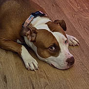 Dream is registered to the contest to win money with this photo: dog, brown, white, collar, floor, wooden_floor, pet, lying_down, indoor, canine, ears, paws, close_up, looking_up, animal, domestic_animal, relaxed, fur, snout, quiet