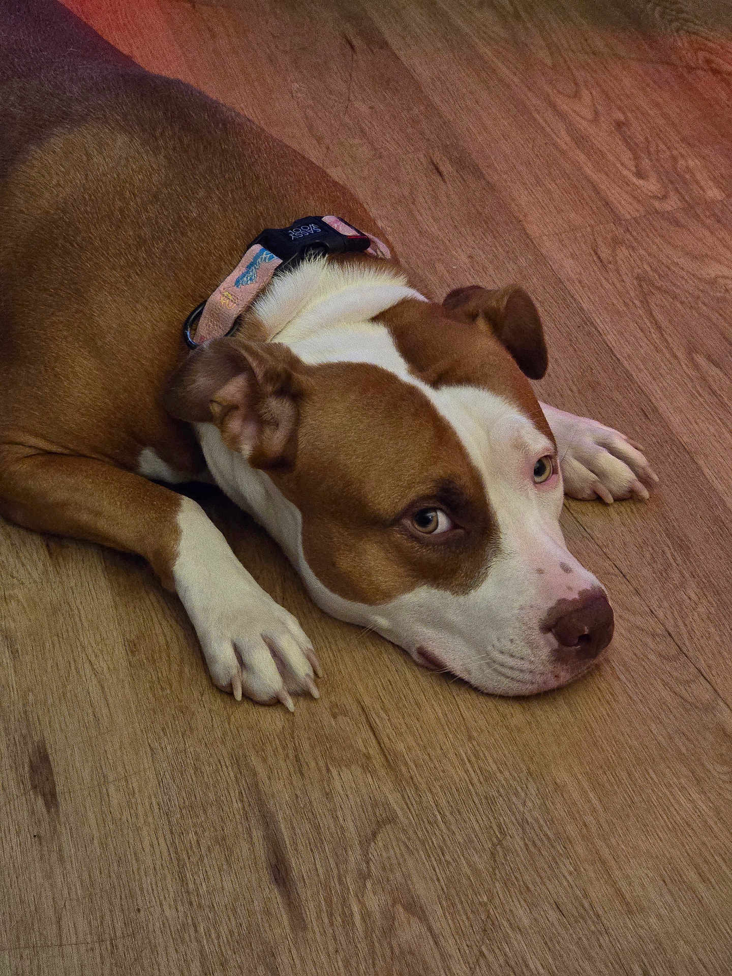 Dream is registered to the contest to win money with this photo: dog, brown, white, collar, floor, wooden_floor, pet, lying_down, indoor, canine, ears, paws, close_up, looking_up, animal, domestic_animal, relaxed, fur, snout, quiet