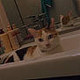 cat, calico_cat, bathroom, sink, mirror, reflection, towel, faucet, bottles, cabinet, tile_wall, indoor, pet, animal, relaxing, curious, closeup, feline, domestic_cat, portrait