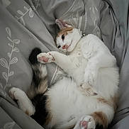 Viky participe au concours pour gagner de l'argent avec cette photo : cat, feline, pet, lying_down, relaxed, bed, bedding, blanket, white_fur, orange_fur, paw, pink_paw, tail, collar, domestic_animal, cute, cozy, indoor, sleepy, resting