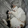 cat, feline, pet, lying_down, relaxed, bed, bedding, blanket, white_fur, orange_fur, paw, pink_paw, tail, collar, domestic_animal, cute, cozy, indoor, sleepy, resting