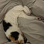 Viky a rejoint le concours — aidez-le/la à gagner de superbes lots ! cat, calico, sleeping, bed, blanket, fur, paw, cozy, resting, animal, pet, cute, indoor, soft, relaxed, whiskers, feline, napping, comfort, warm