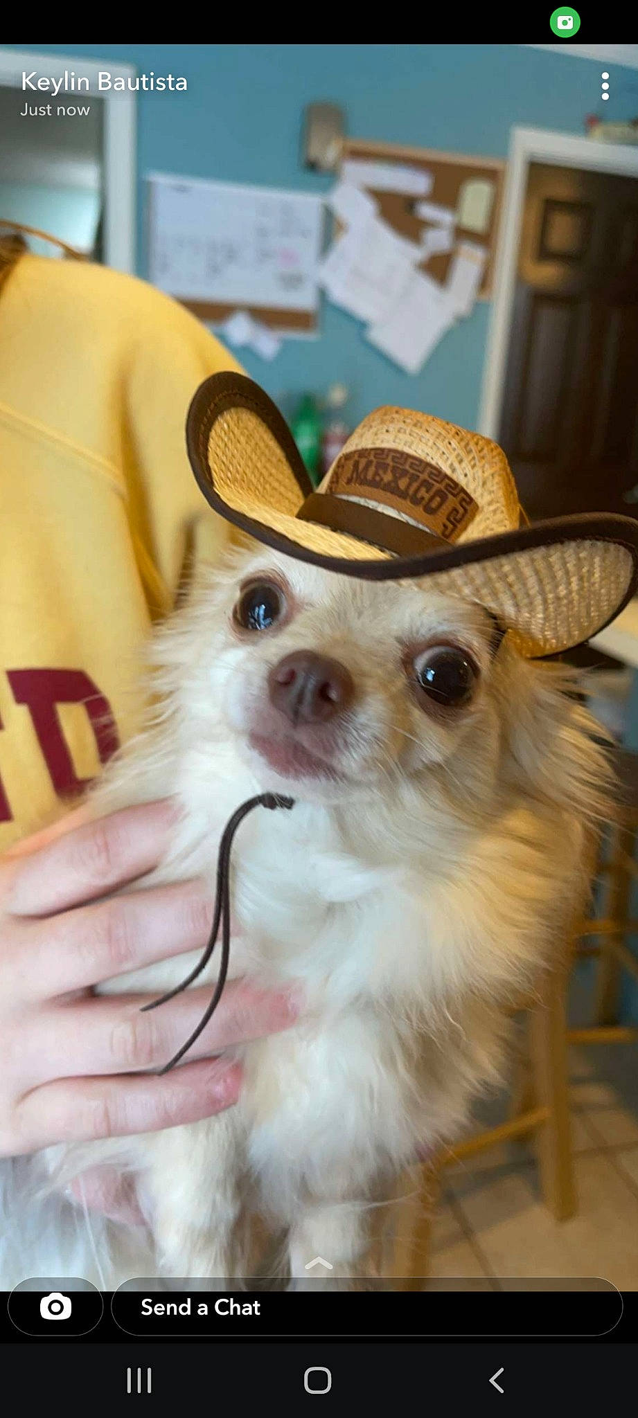 Cece is registered to the contest to win money with this photo: canidae, carnivore, chihuahua, companion_dog, dog, dog_breed, ear, eyewear, fawn, fedora, fur, hat, pet_supply, snout, sun_hat, sunglasses, toy_dog, vision_care, whiskers, working_animal