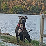 Sayko participe au concours pour gagner de l'argent avec cette photo : animal, calm, canine, collar, daytime, dog, forest, grass, gravel, lake, landscape, leash, nature, outdoor, pet, scenic, standing, trees, water, wildlife