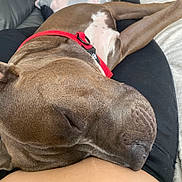 Sayko participe au concours pour gagner de l'argent avec cette photo : animal, brown_dog, close_up, comfort, companion, cozy, dog, ears, friendship, fur, human, indoor, lap, peaceful, pet, red_collar, relaxation, resting, sleeping, snout