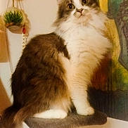 Lili a rejoint le concours — aidez-le/la à gagner de superbes lots ! animal, brown_fur, carpeted_post, cat, cat_tree, ears, eyes, fluffy_cat, furniture, hanging_plant, indoor, long_haired_cat, painting, paw, perched, pet, portrait, sitting, whiskers, white_fur