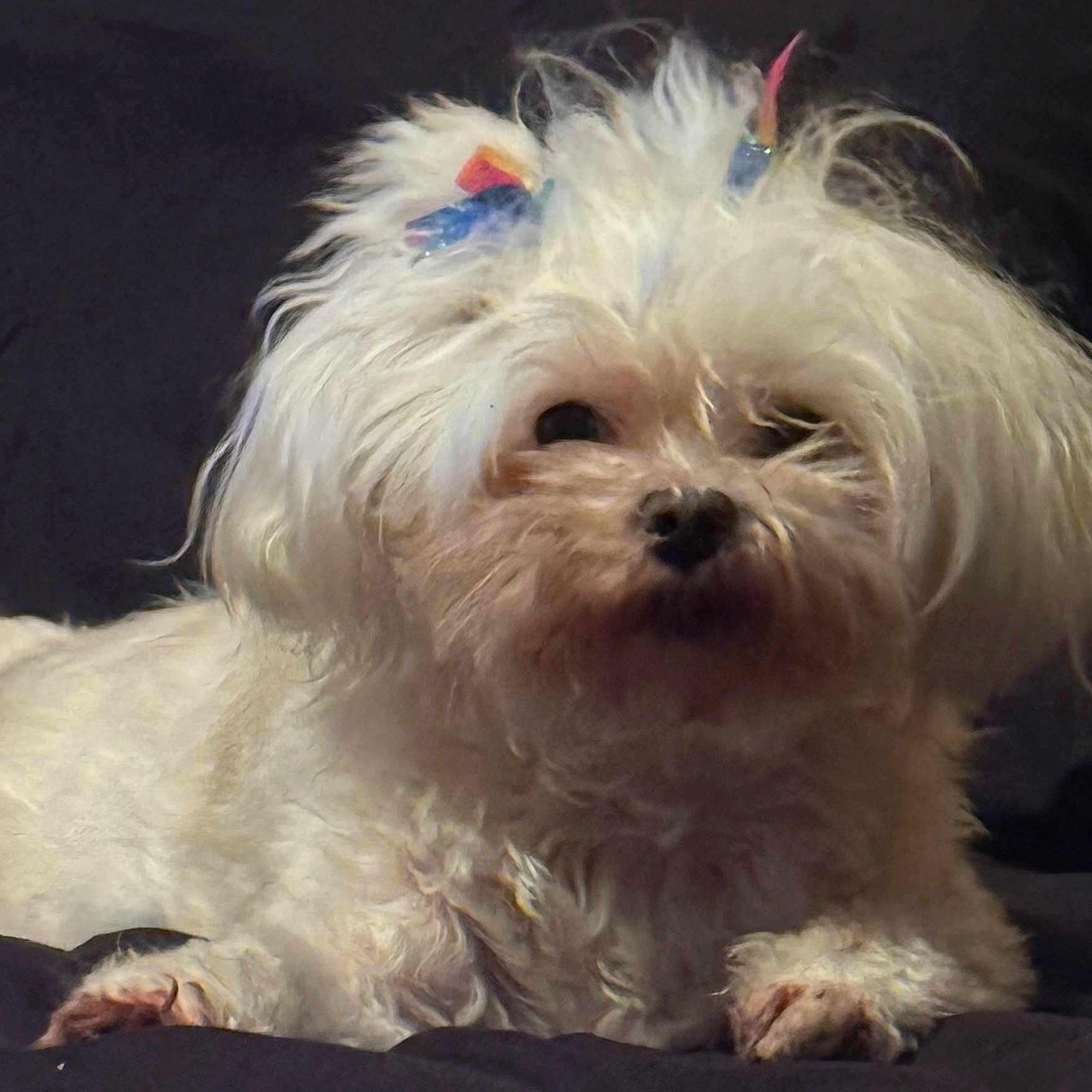 Samanthapoo joined the competition — help win amazing prizes! adorable, animal, canine, close_up, companion, cute, dog, domestic_animal, fluffy, furry, hair_ties, indoor, lying_down, mammal, paw, pet, portrait, relaxed, small_dog, white_fur