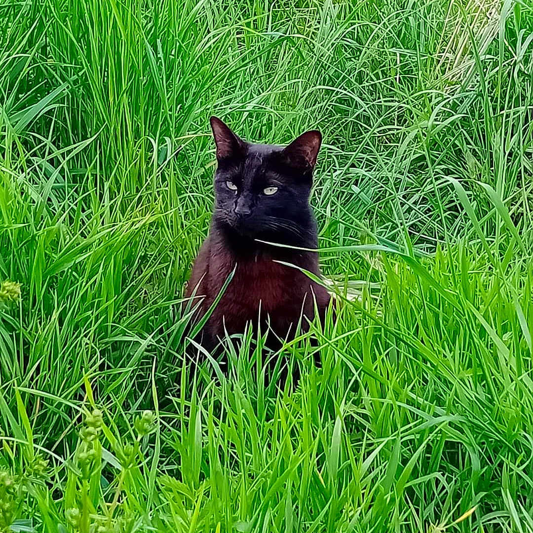 Ragnar participe au concours pour gagner de l'argent avec cette photo : animal, blackcat, cat, countryside, farm, field, grass, grassland, green, kitten, lawn, manx, meadow, nature, outdoors, pet, plant, rural, vegetation, yard