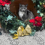 Gracie joined the competition — help win amazing prizes! cat, gray_cat, christmas_wreath, poinsettia, golden_bow, carpet, wooden_background, holiday_decor, festive, indoor, pet, animal, greenery, plant, red_flower, decoration, sitting, calm, cute, fur