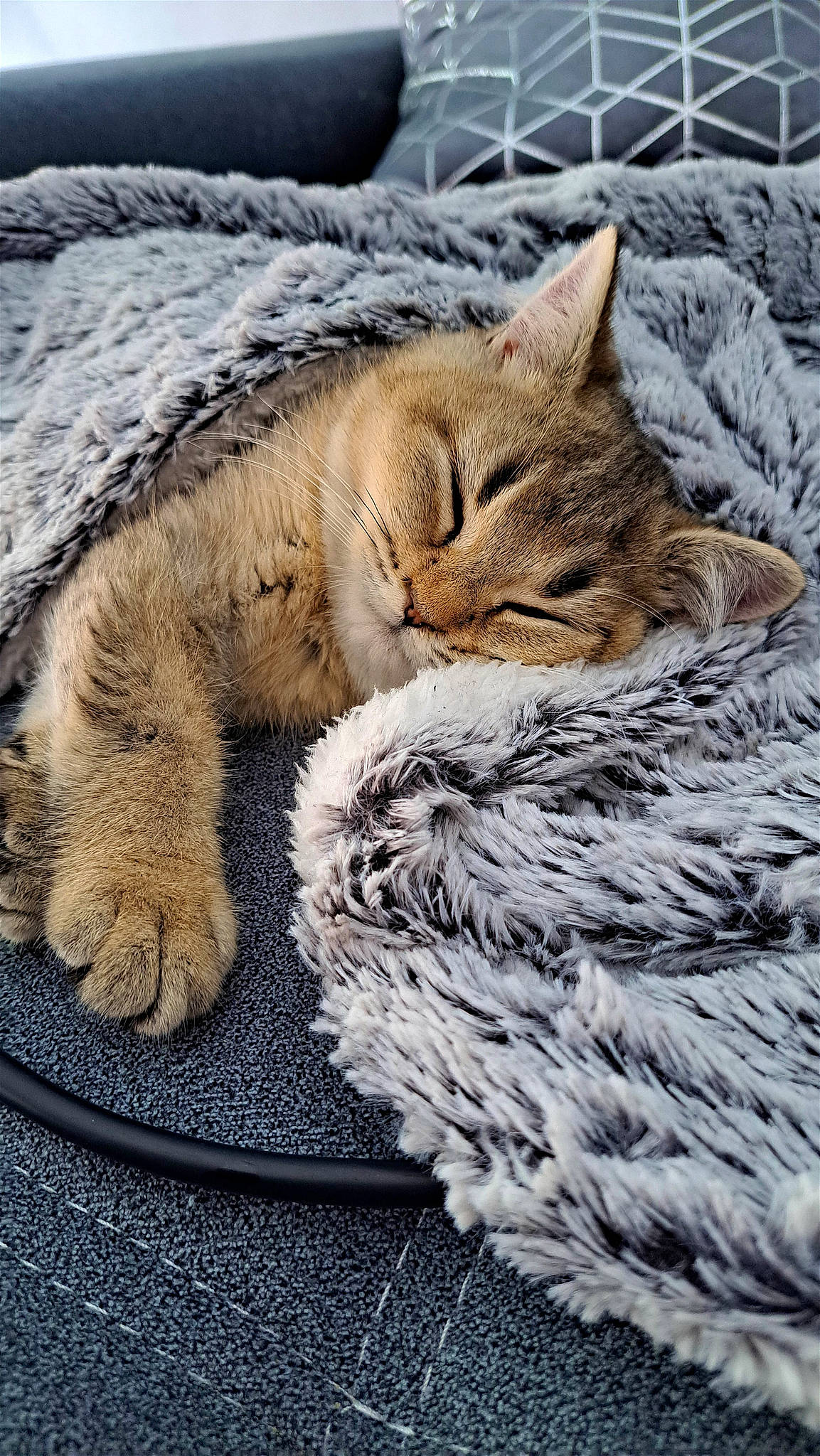 Lya a rejoint le concours — aidez-le/la à gagner de superbes lots ! carnivore, cat, claw, comfort, domestic_short_haired_cat, fawn, felidae, fur, grass, grey, nap, paw, road_surface, small_to_medium_sized_cats, snout, tail, terrestrial_animal, tree, whiskers, wood