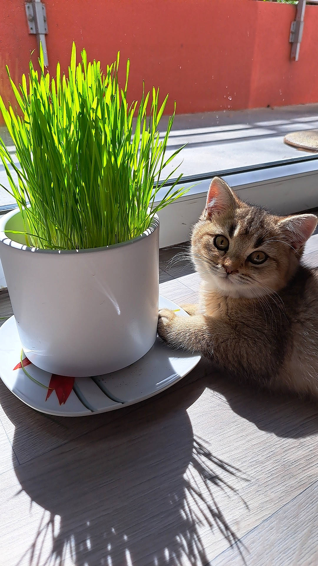 Lya a rejoint le concours — aidez-le/la à gagner de superbes lots ! carnivore, cat, dishware, domestic_short_haired_cat, felidae, flowerpot, grass, green, houseplant, landscape, plant, rectangle, serveware, small_to_medium_sized_cats, table, terrestrial_plant, wheatgrass, whiskers, window, wood