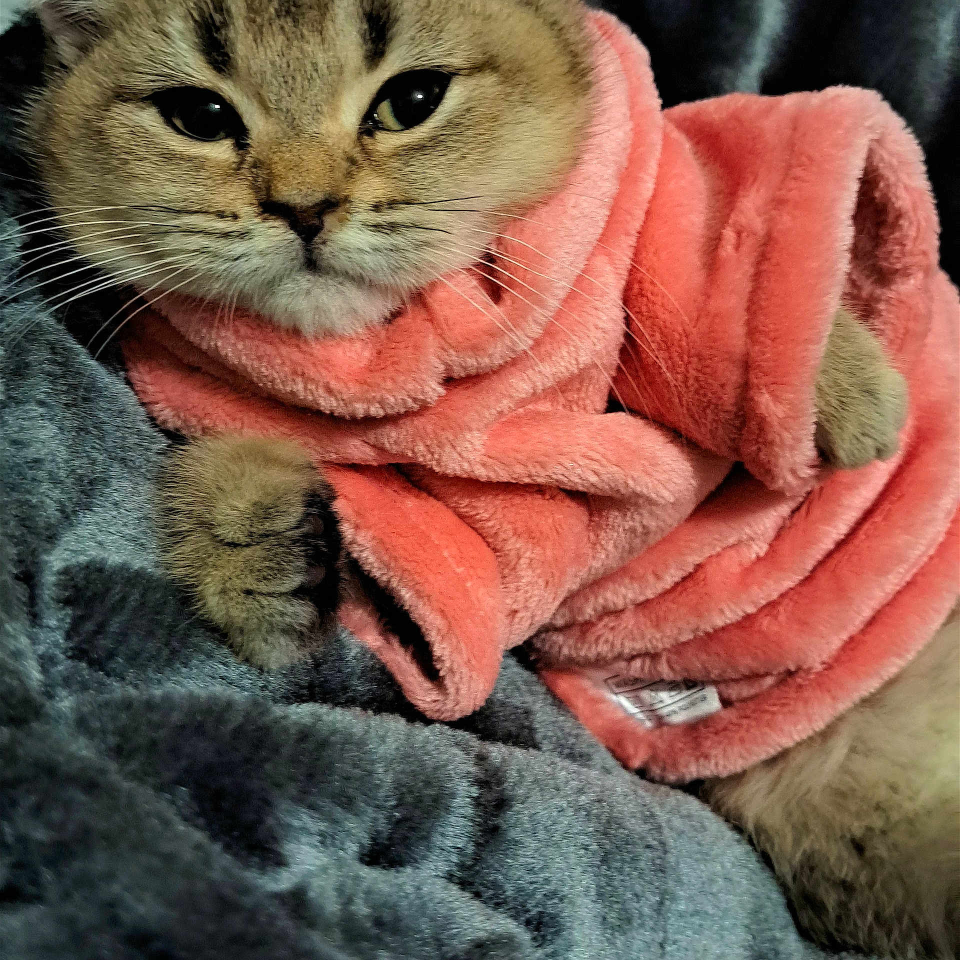 Lya participe au concours pour gagner de l'argent avec cette photo : art, carnivore, cat, claw, comfort, domestic_short_haired_cat, fawn, felidae, fur, grey, pattern, paw, sitting, small_to_medium_sized_cats, snout, tail, terrestrial_animal, textile, whiskers, wool