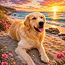 golden_retriever, dog, beach, sunset, ocean, sand, flowers, waves, nature, outdoor, pet, animal, relaxing, happy, tongue_out, coastline, sky, clouds, rocks, scenic