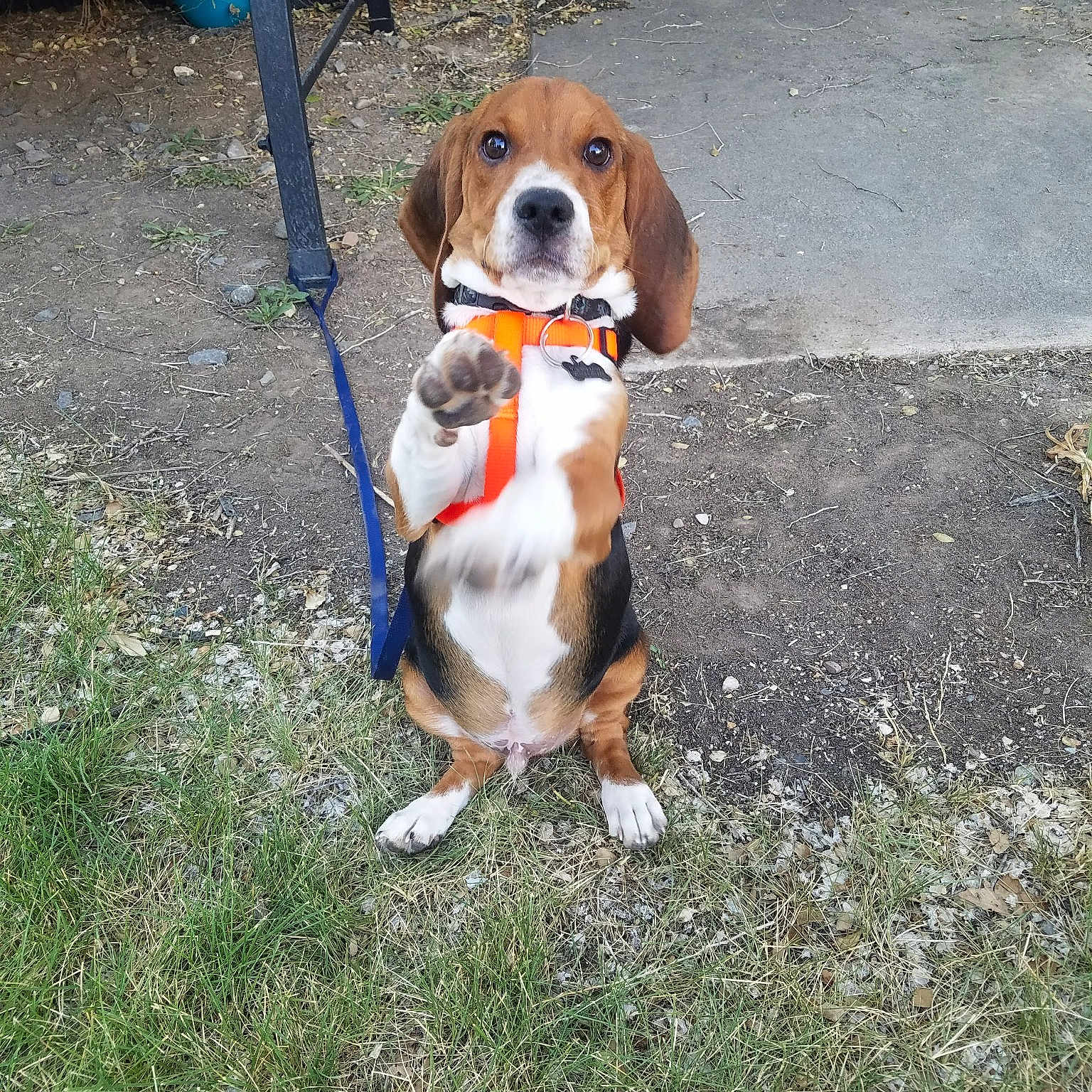 Arlo is registered to the contest to win money with this photo: basset_artesien_normand, beagle, beagle_harrier, carnivoran, dog, dog_breed, dog_like_mammal, drever, estonian_hound, finnish_hound, grand_anglo_francais_tricolore, hamiltonstovare, harrier, hound, pocket_beagle, scent_hound, serbian_tricolour_hound, snout, treeing_walker_coonhound