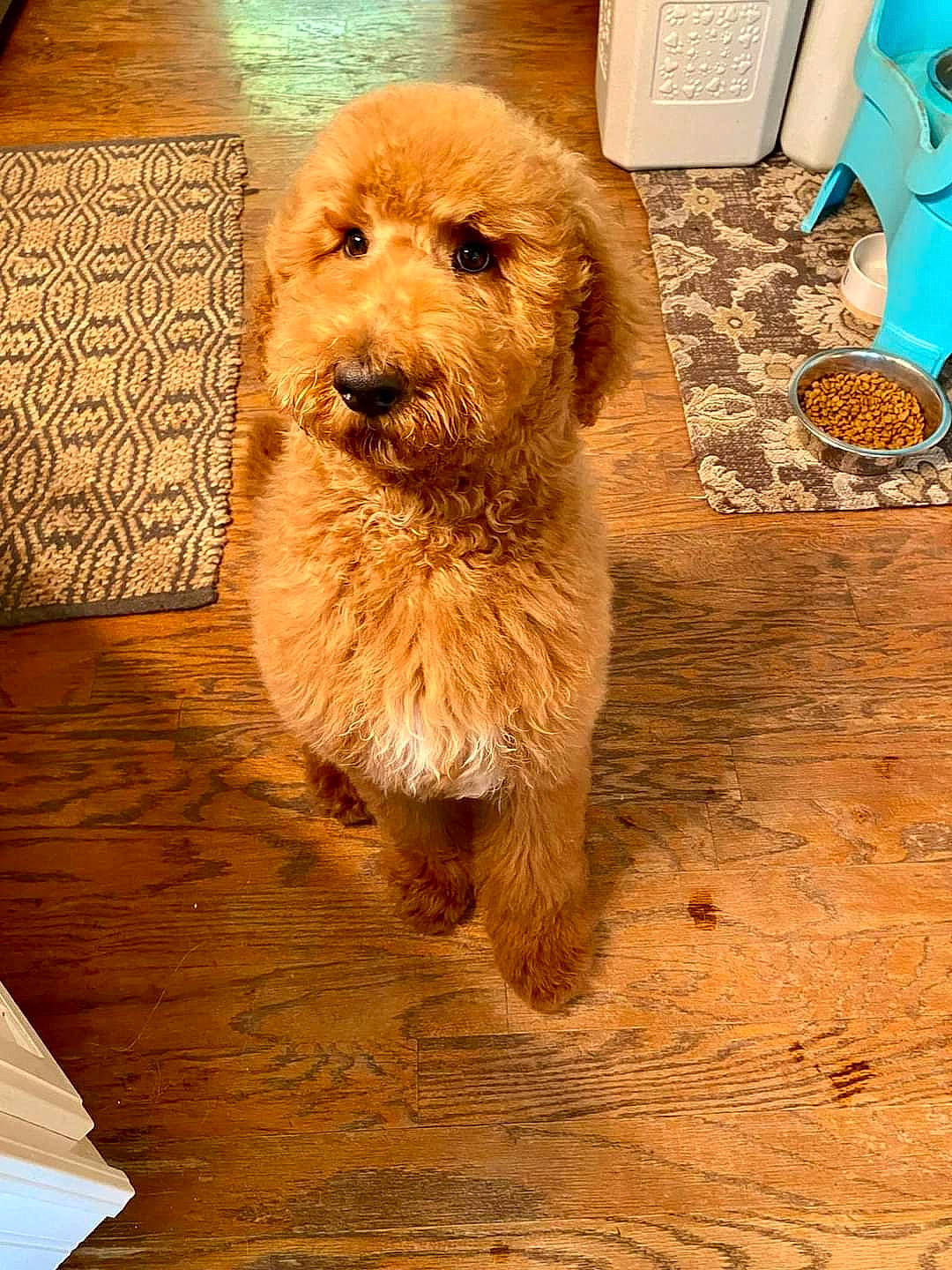 Mr. Finley joined the competition — help win amazing prizes! carnivore, companion_dog, dog, dog_breed, fawn, floor, flooring, fur, hardwood, laminate_flooring, plank, small_terrier, snout, terrier, toy_dog, varnish, wood, wood_flooring, wood_stain, working_animal