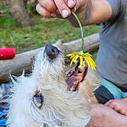 Bandit is registered to the contest to win money with this photo: animal, blanket, canine, close_up, curious, dog, flower, grass, hand, harness, nature, outdoor, person, pet, playful, sitting, sniffing, trees, white_dog, yellow_flower