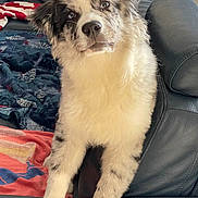 Saïko a rejoint le concours — aidez-le/la à gagner de superbes lots ! dog, puppy, couch, leather, blanket, indoor, pet, fur, cute, animal, canine, household, comfort, sitting, looking, young, domestic, friendly, furry, companion