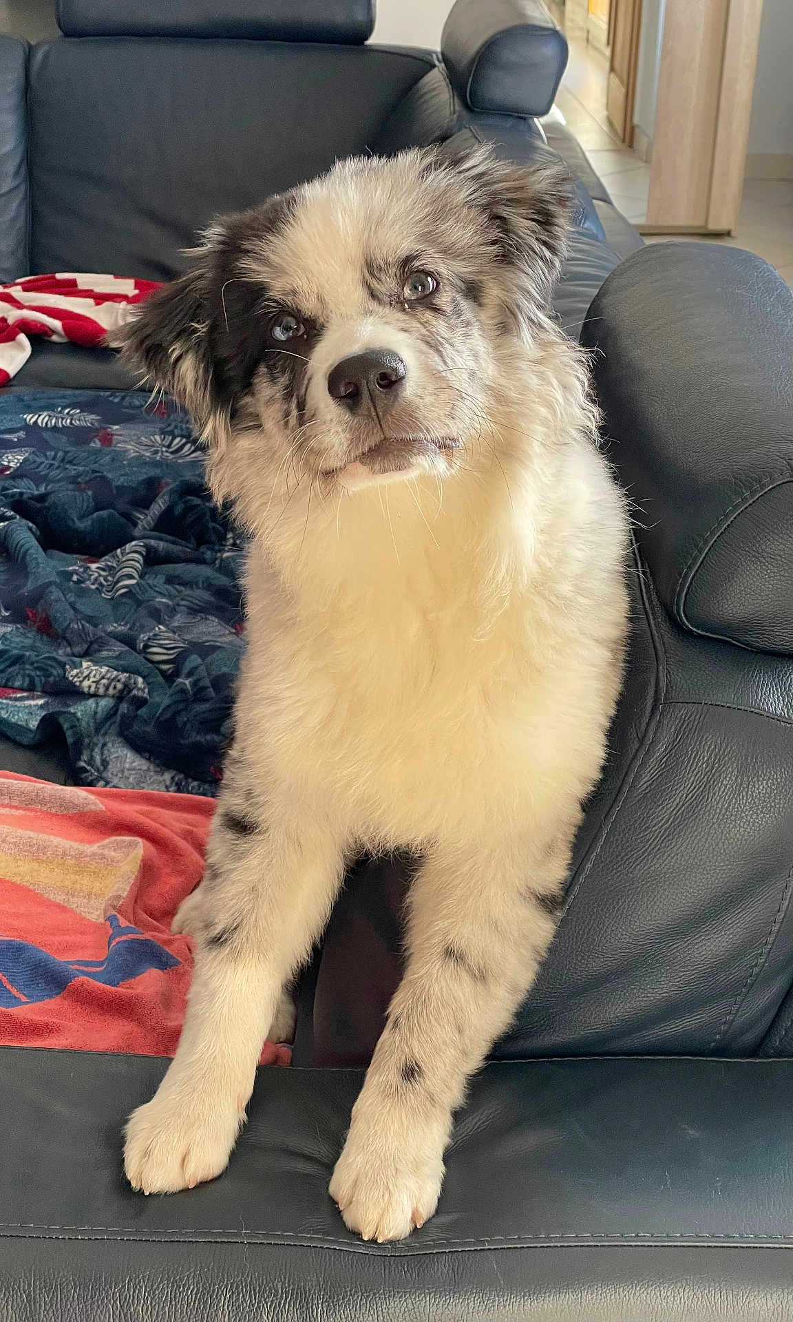 Saïko a rejoint le concours — aidez-le/la à gagner de superbes lots ! dog, puppy, couch, leather, blanket, indoor, pet, fur, cute, animal, canine, household, comfort, sitting, looking, young, domestic, friendly, furry, companion