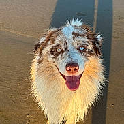 Usko a rejoint le concours — aidez-le/la à gagner de superbes lots ! dog, beach, wet_fur, heterochromia, tongue_out, sunlight, shadow, sand, happy, canine, outdoor, pet, portrait, animal, fluffy, closeup, nature, summer, daylight, smiling