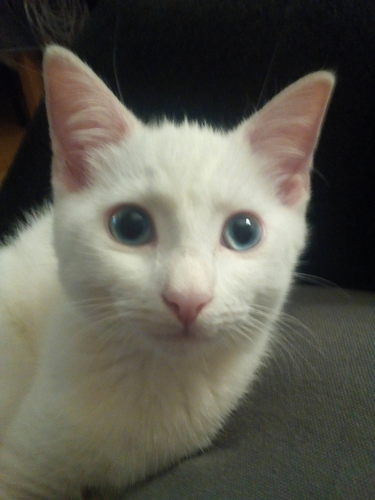 Virgil a rejoint le concours — aidez-le/la à gagner de superbes lots ! aegean_cat, burmilla, carnivore, cat, colorpoint_shorthair, domestic_short_haired_cat, ear, eye, felidae, german_rex, javanese, khao_manee, kitten, mammal, ojos_azules, person, small_to_medium_sized_cats, turkish_angora, turkish_van, vertebrate