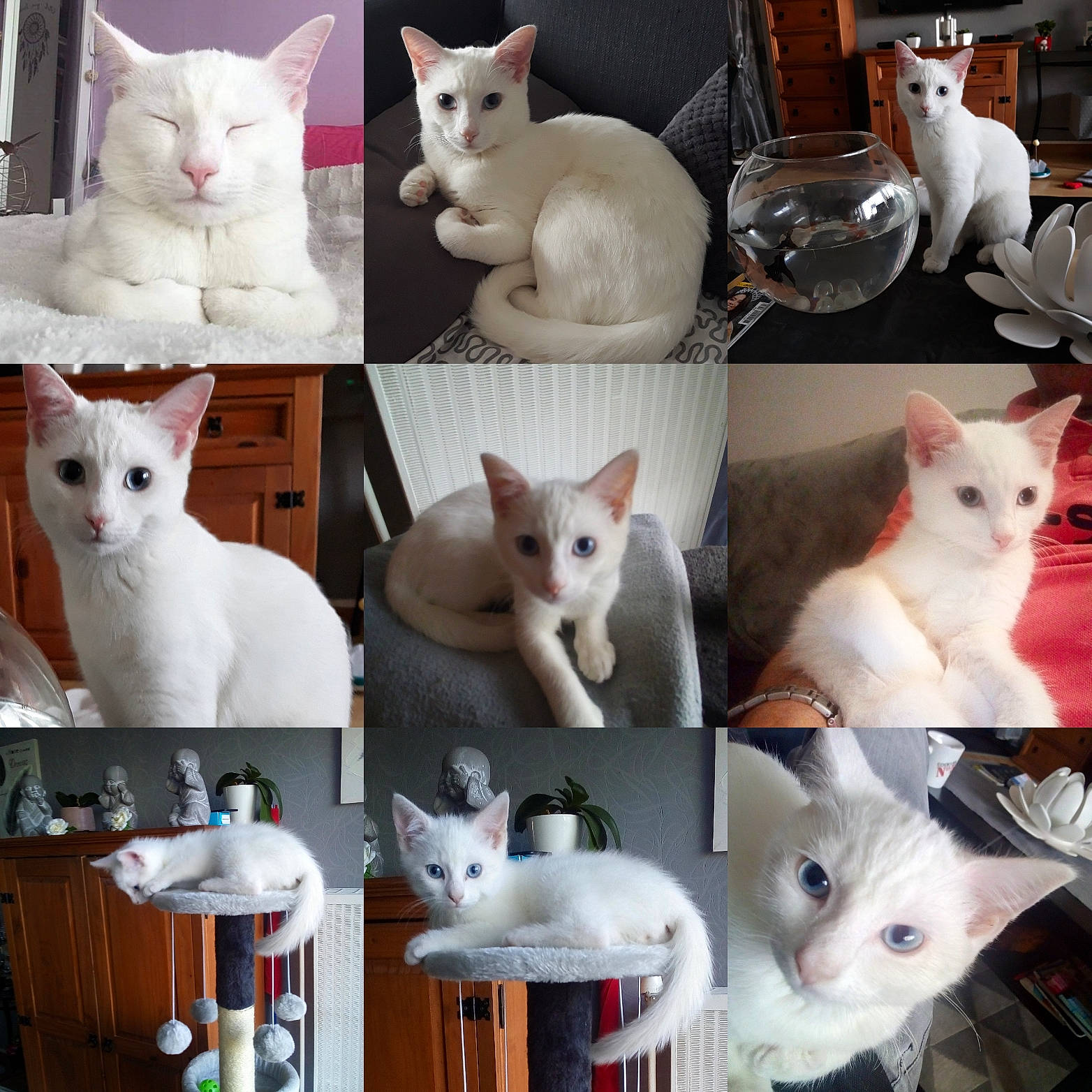 Virgil participe au concours pour gagner de l'argent avec cette photo : aegean_cat, asian, burmilla, carnivore, cat, colorpoint_shorthair, domestic_short_haired_cat, felidae, javanese, khao_manee, kitten, mammal, oriental_longhair, person, small_to_medium_sized_cats, tail, turkish_angora, turkish_van, vertebrate, whiskers