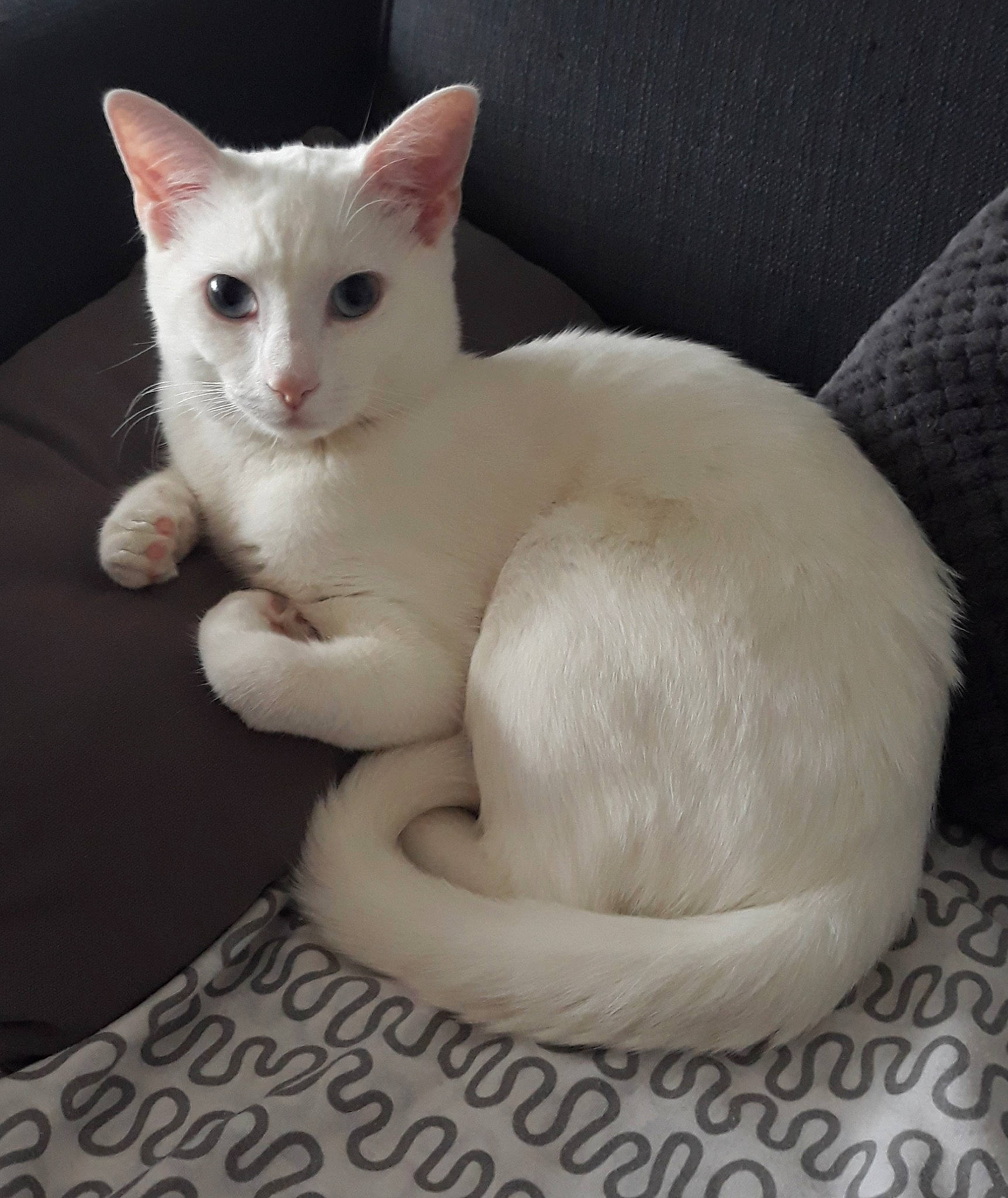 Virgil a rejoint le concours — aidez-le/la à gagner de superbes lots ! arabian_mau, asian, burmilla, carnivore, cat, colorpoint_shorthair, cornish_rex, eye, felidae, german_rex, javanese, khao_manee, kitten, mammal, oriental_longhair, person, small_to_medium_sized_cats, turkish_angora, turkish_van, vertebrate