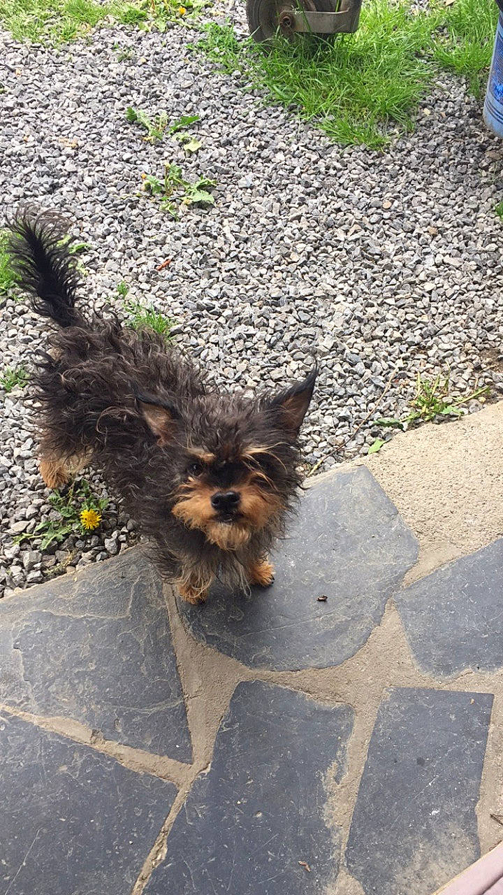 Pupuce participe au concours pour gagner de l'argent avec cette photo : australian_silky_terrier, australian_terrier, cairn_terrier, canidae, carnivore, dog, dog_breed, fawn, mammal, norwich_terrier, road_surface, sidewalk, small_terrier, terrier, toy_dog, yorkshire_terrier